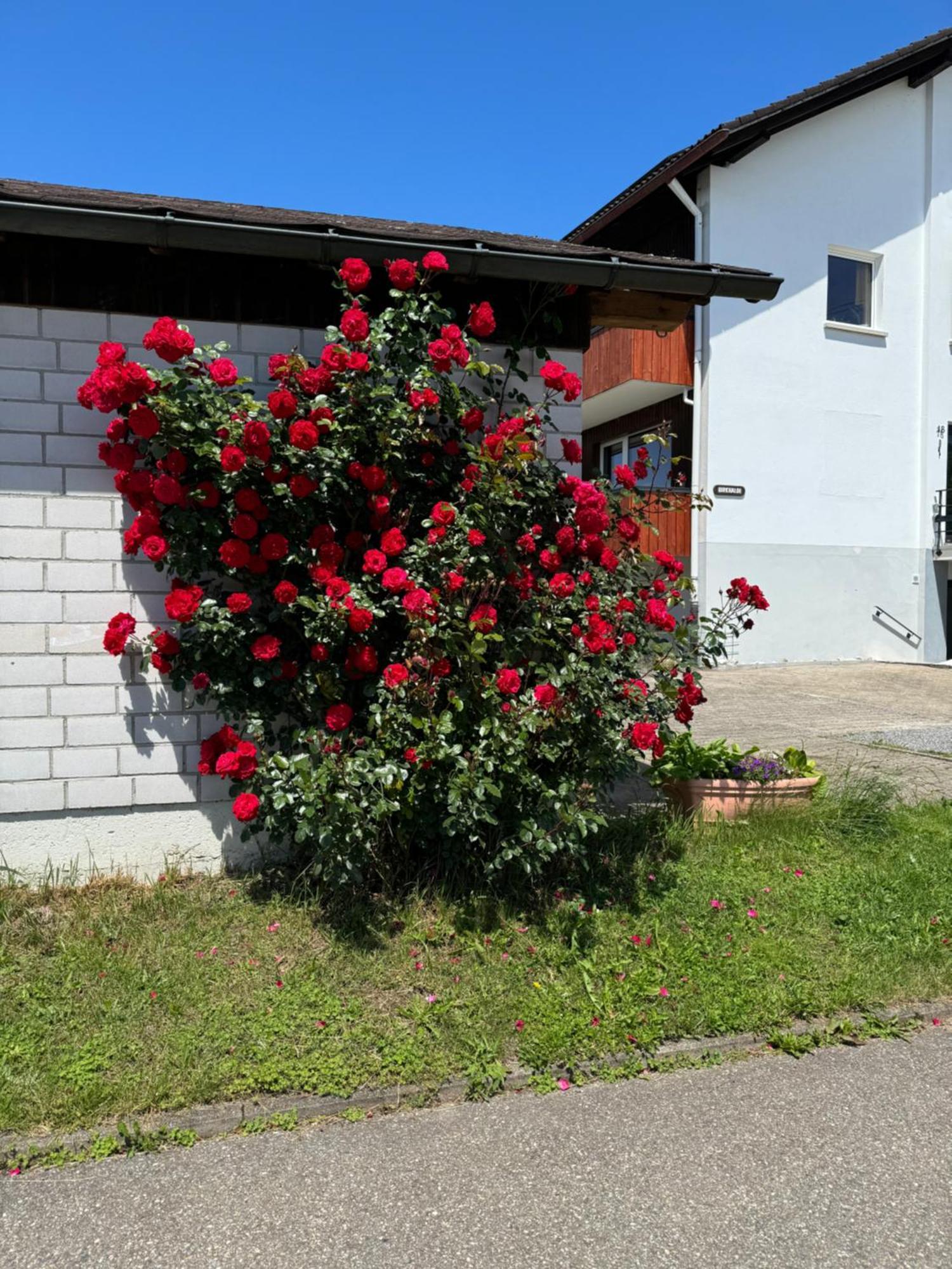 Apartmán Haus Waldeck Ühlingen-Birkendorf Exteriér fotografie